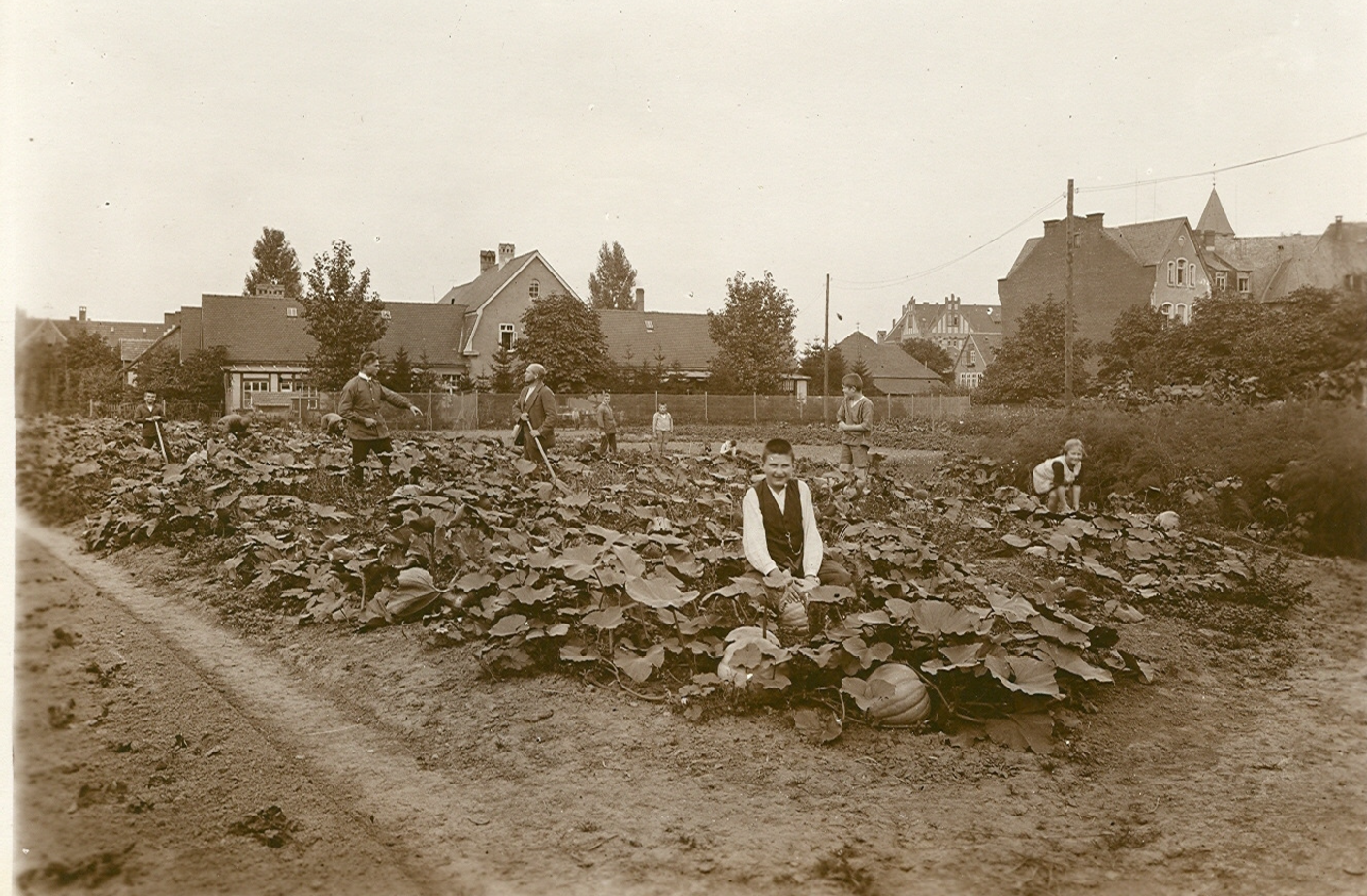 Kürbisernte, 1920